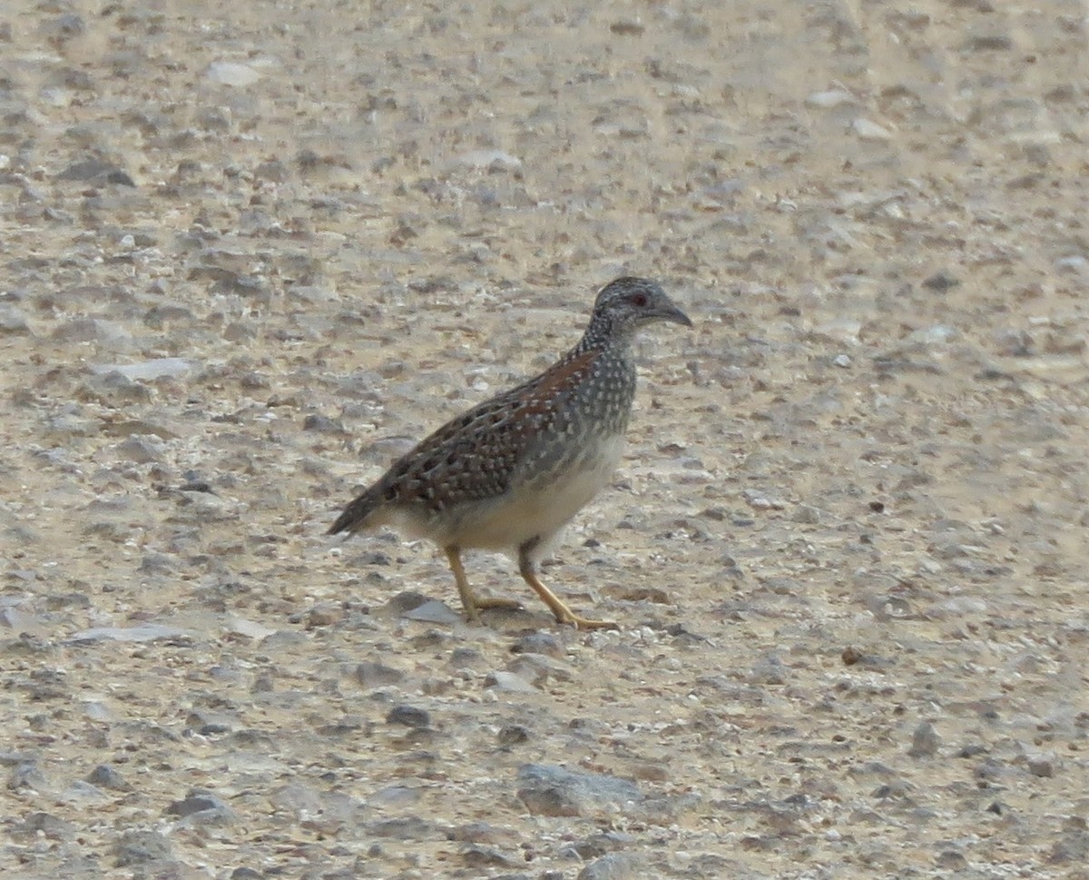Painted Buttonquail - ML329794001