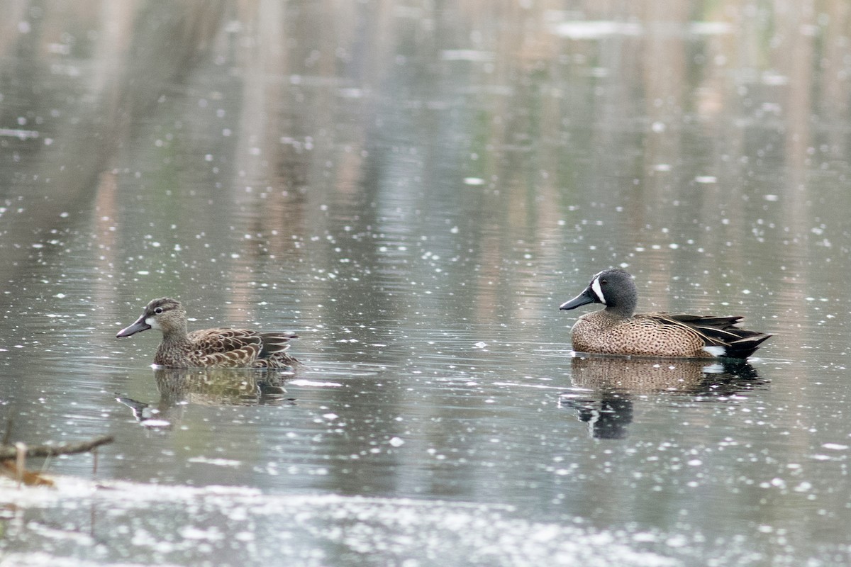 Blue-winged Teal - ML329794831
