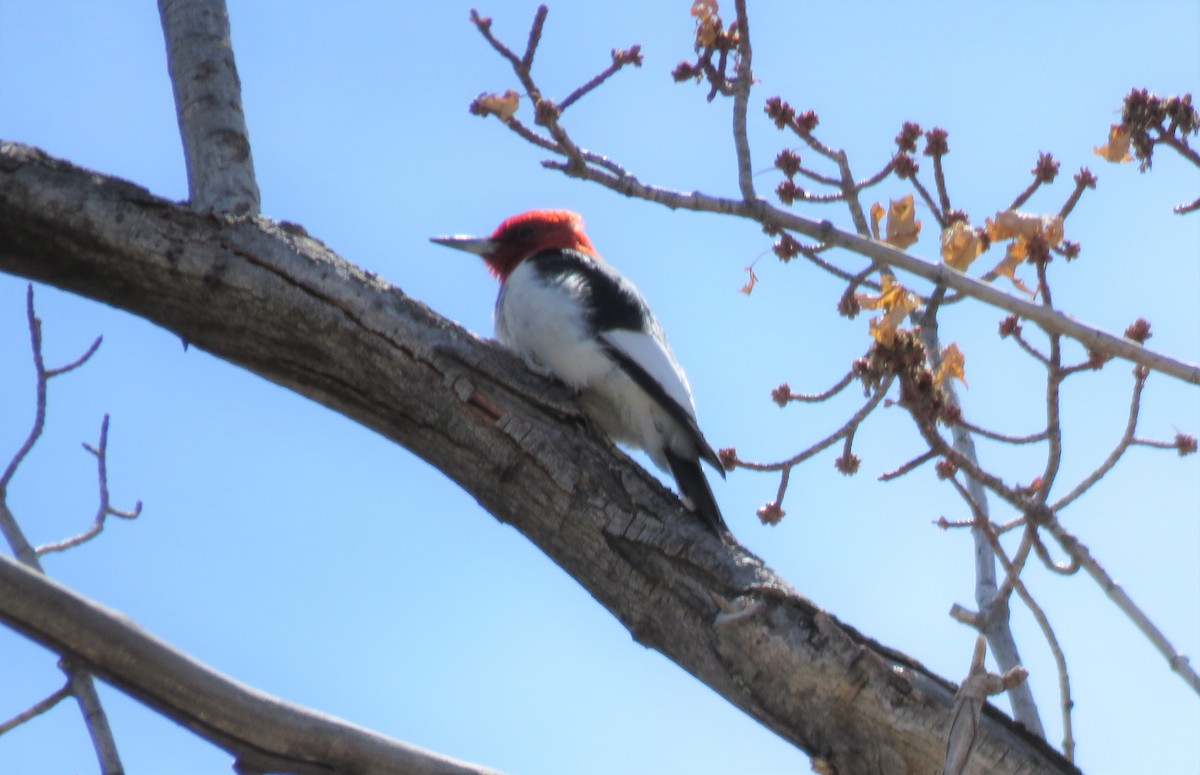 Red-headed Woodpecker - ML329795231
