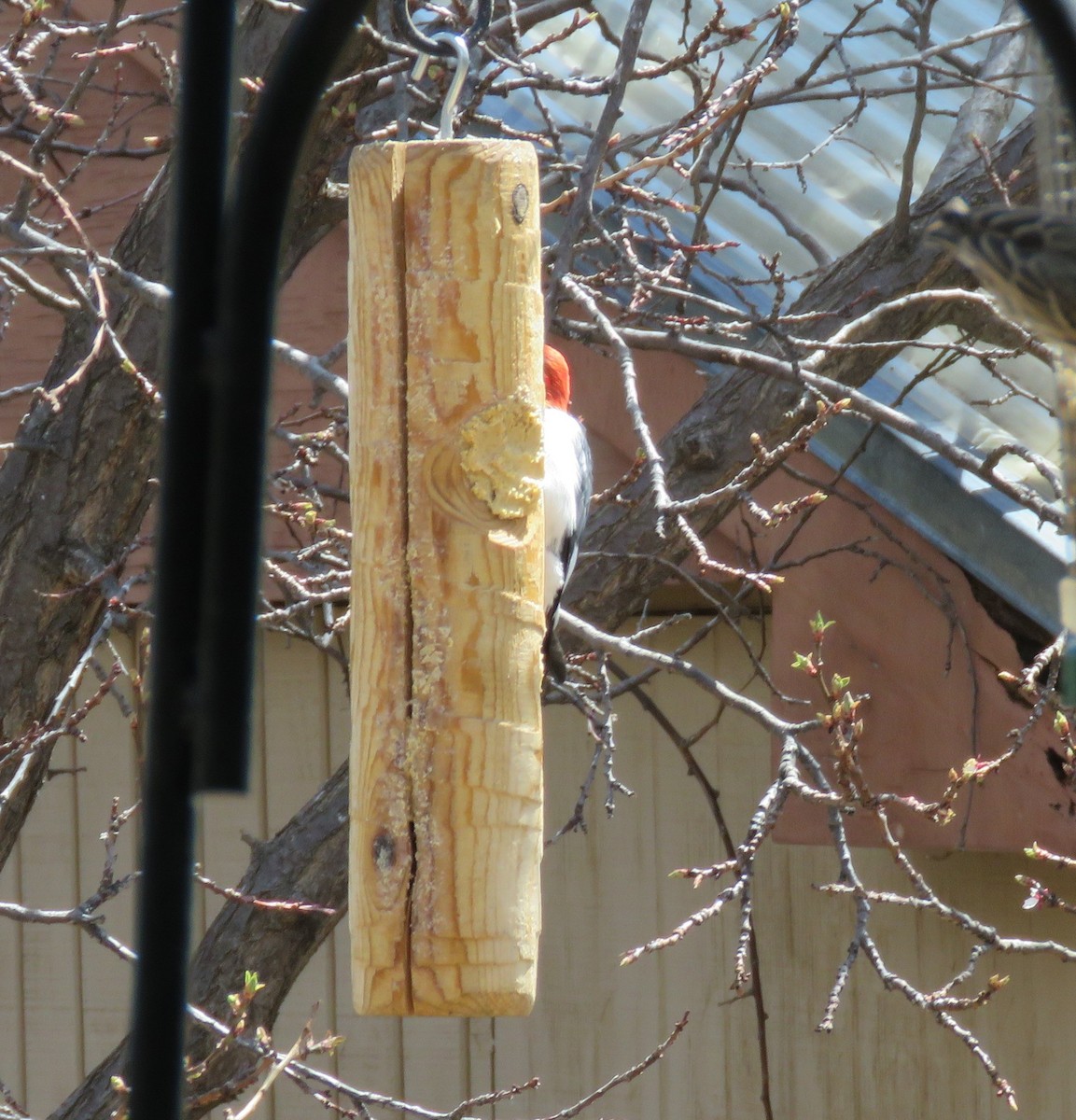 Red-headed Woodpecker - ML329795241