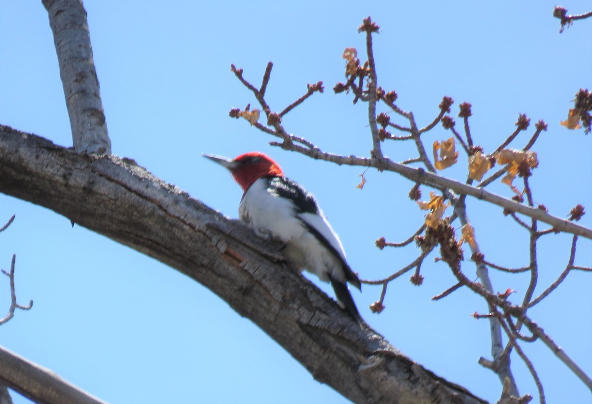 Red-headed Woodpecker - ML329795271