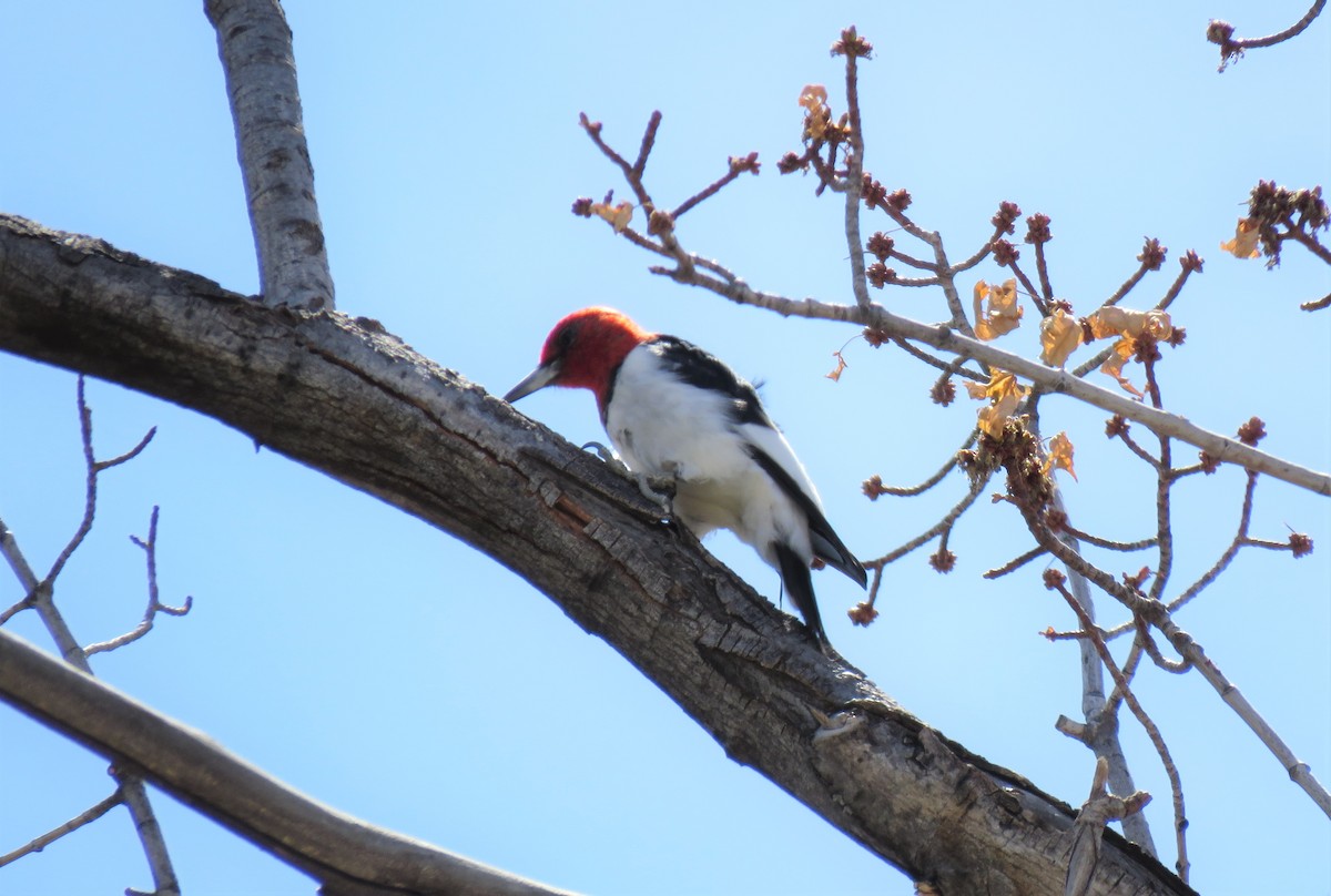 Red-headed Woodpecker - ML329795351