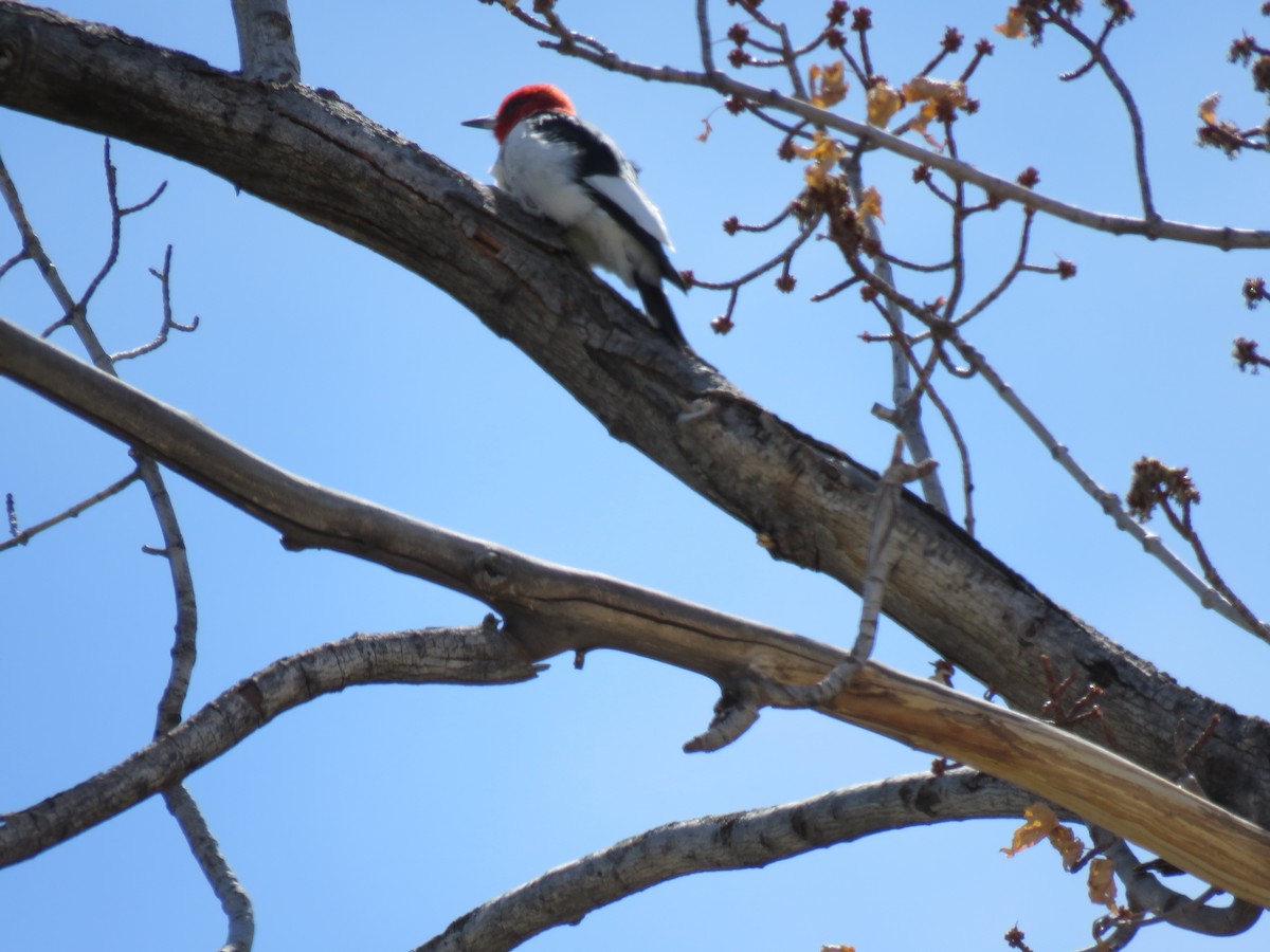 Red-headed Woodpecker - ML329795391