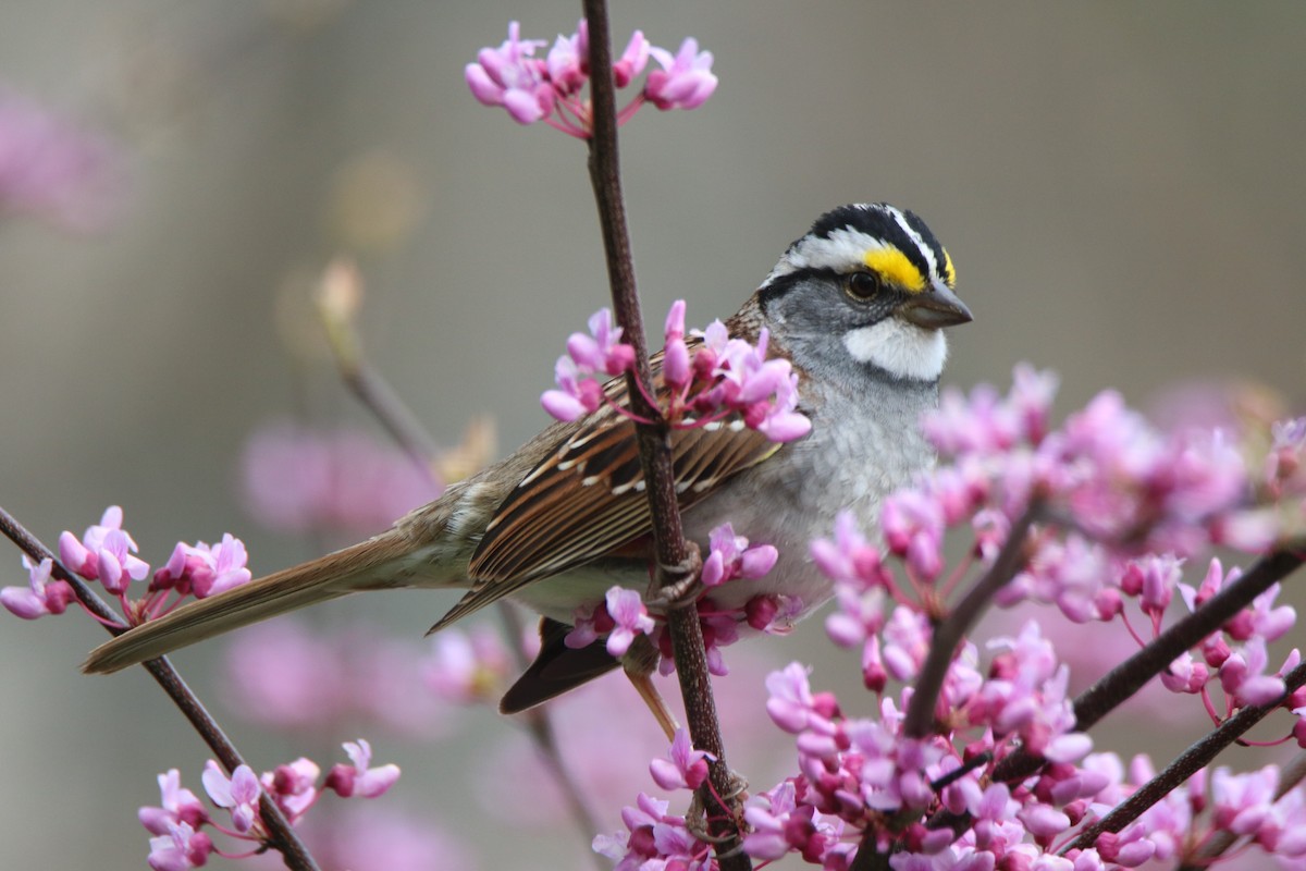 White-crowned Sparrow - ML329796261