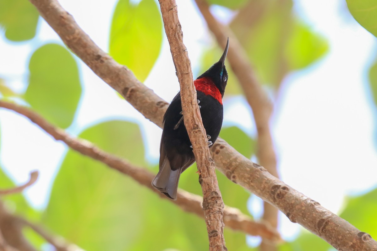 Scarlet-chested Sunbird - Fikret Ataşalan