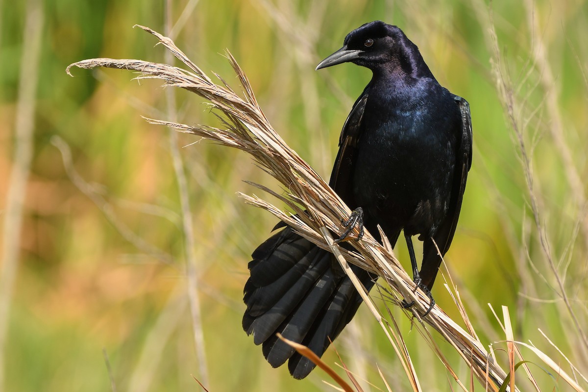 Boat-tailed Grackle - ML329804561