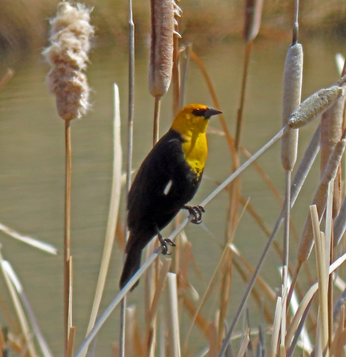 Yellow-headed Blackbird - ML329812891