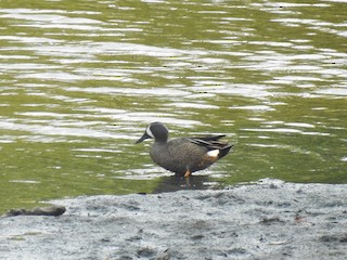 Blue-winged Teal, ML329820361