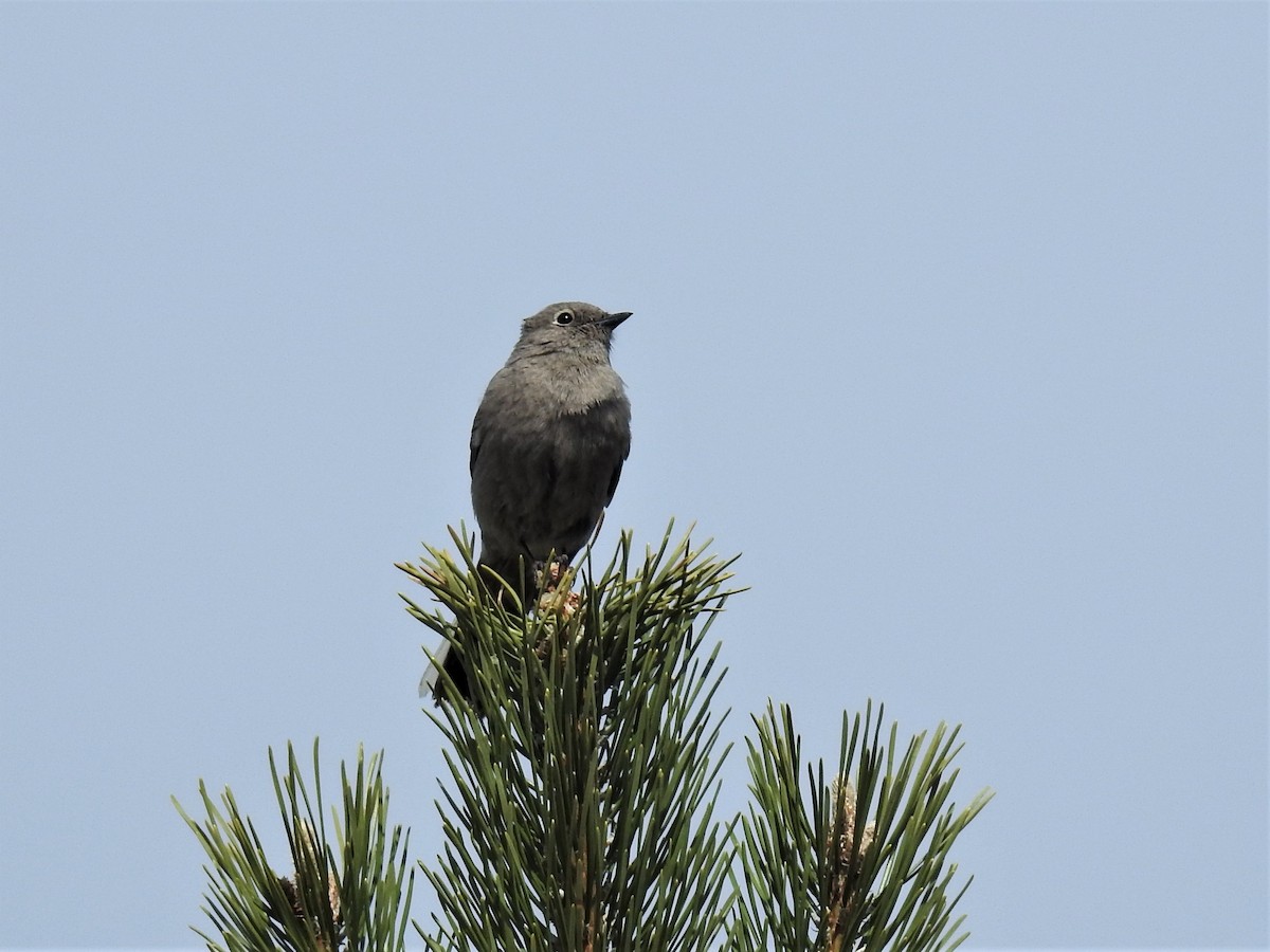 Townsend's Solitaire - ML329823811