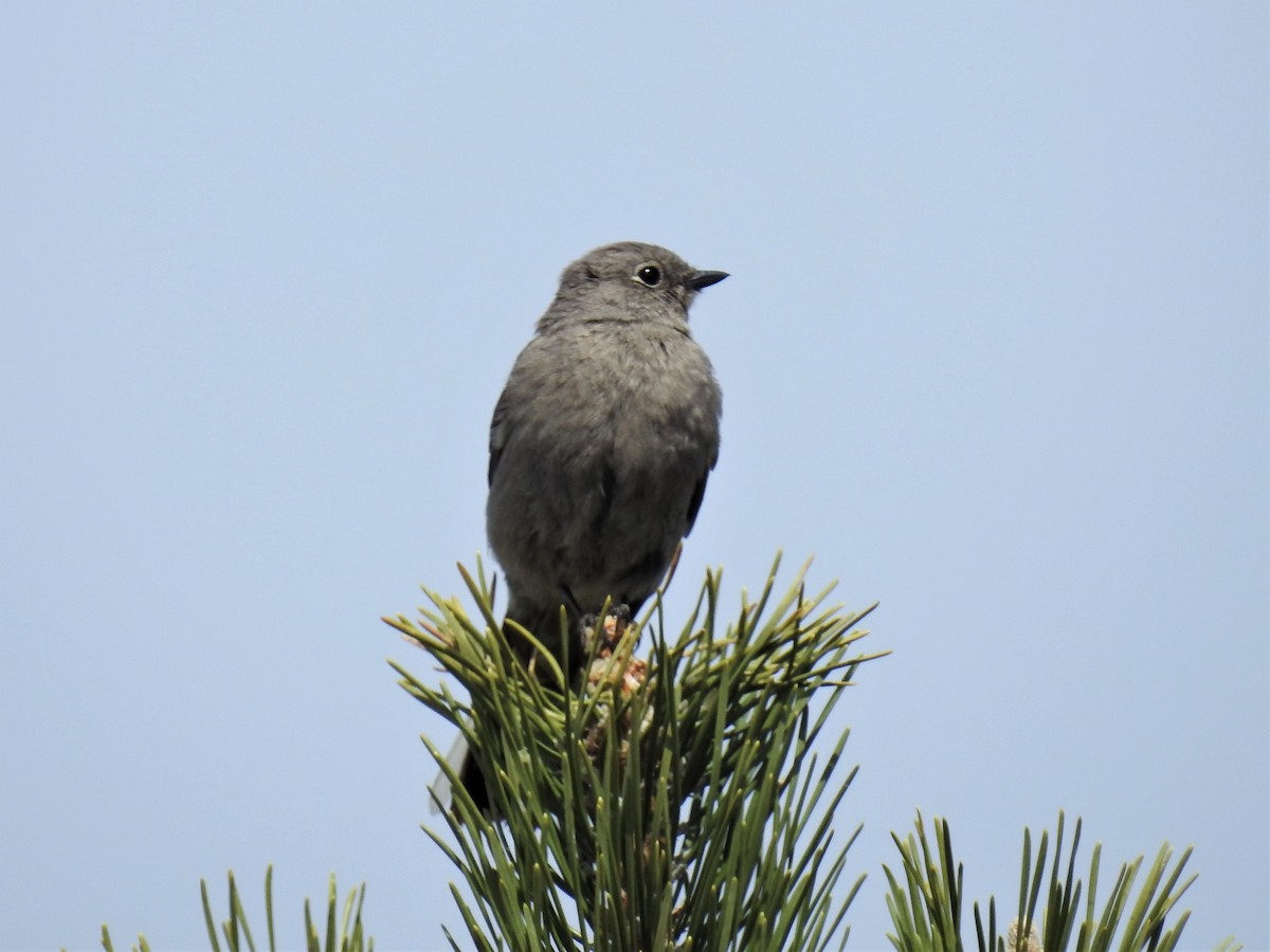 Townsend's Solitaire - ML329823831