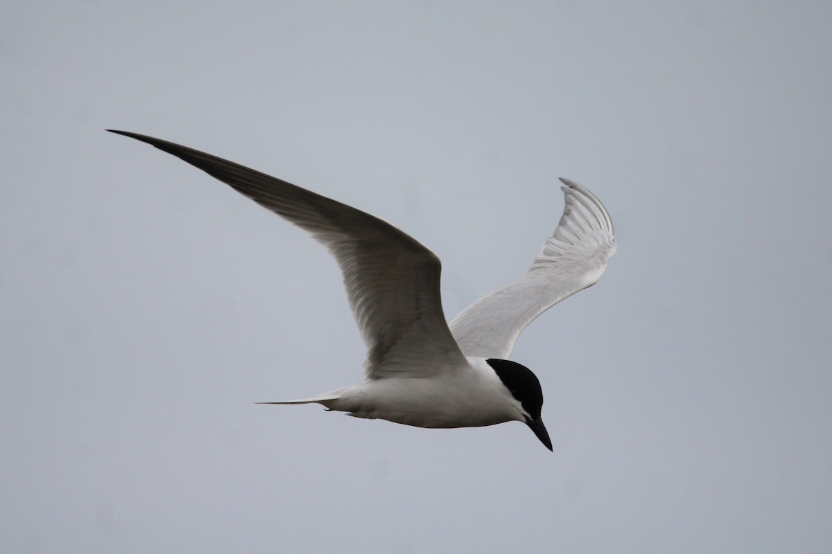 Gull-billed Tern - Patrick Sysiong