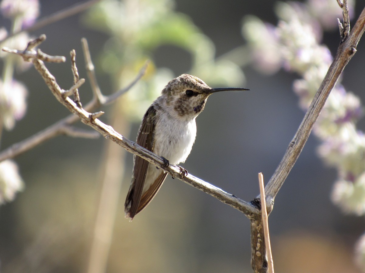 Costa's Hummingbird - ML329826981