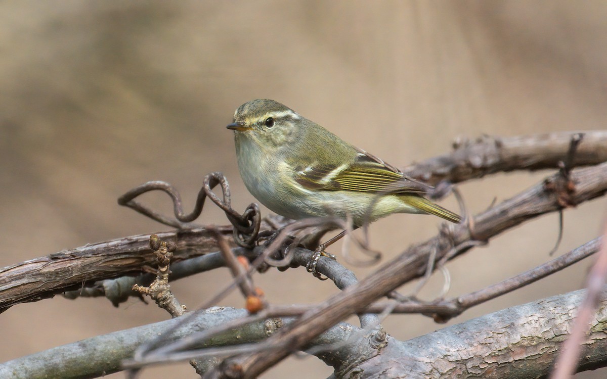 Yellow-browed Warbler - ML329827611