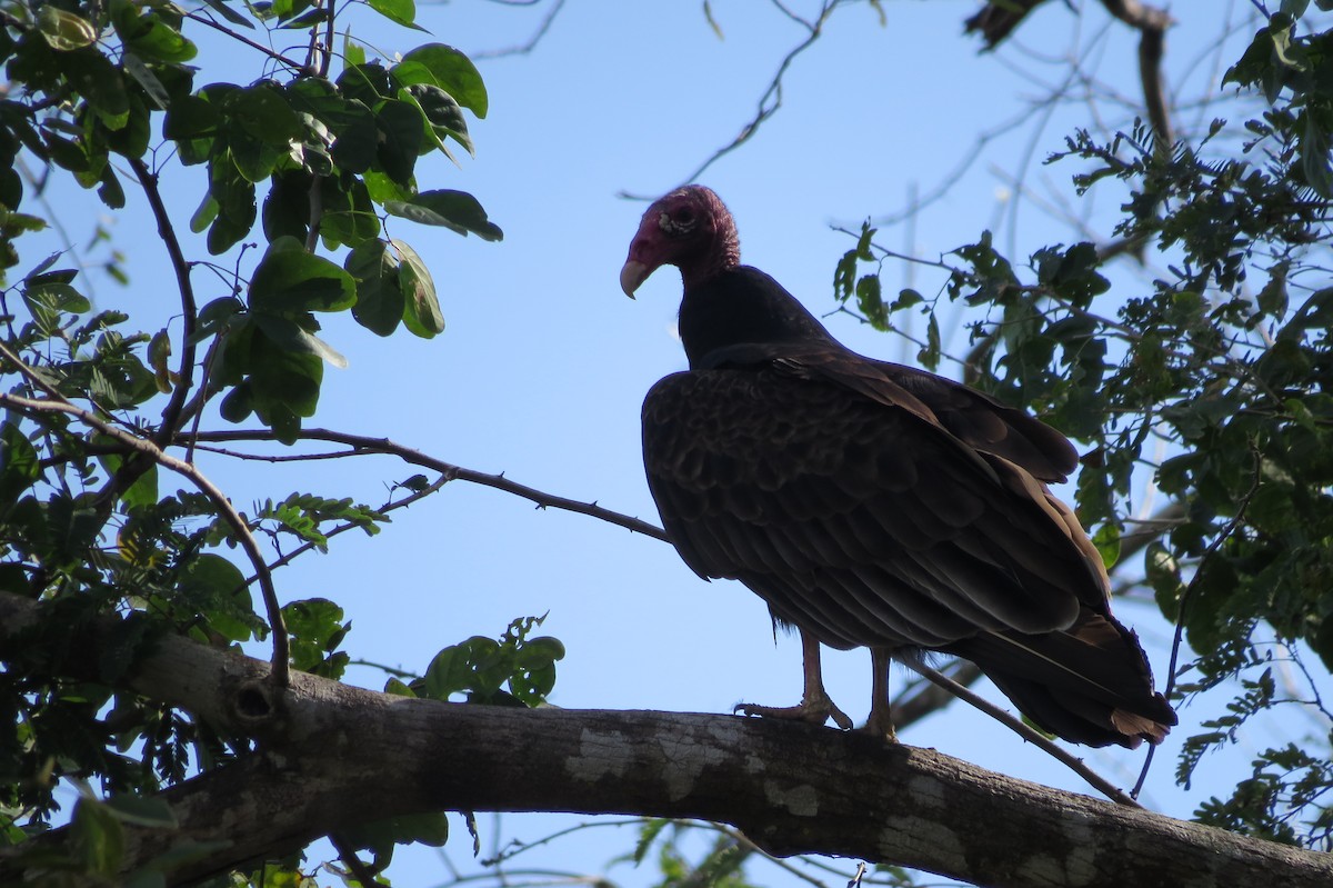 Turkey Vulture - ML329828861