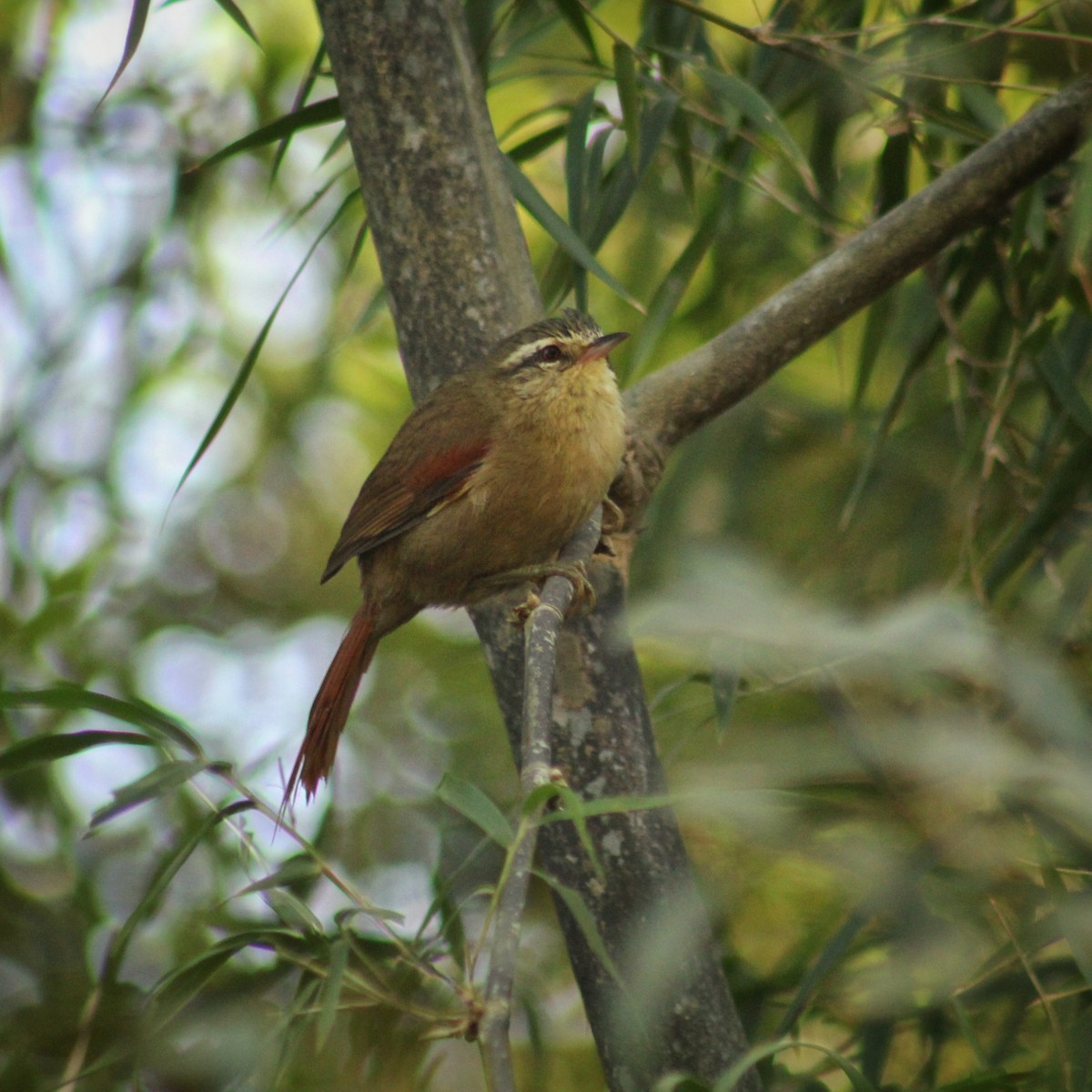 Olive Spinetail - Guillermo Andreo