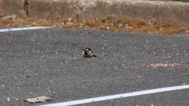 Downy Woodpecker (Eastern) - ML329830281