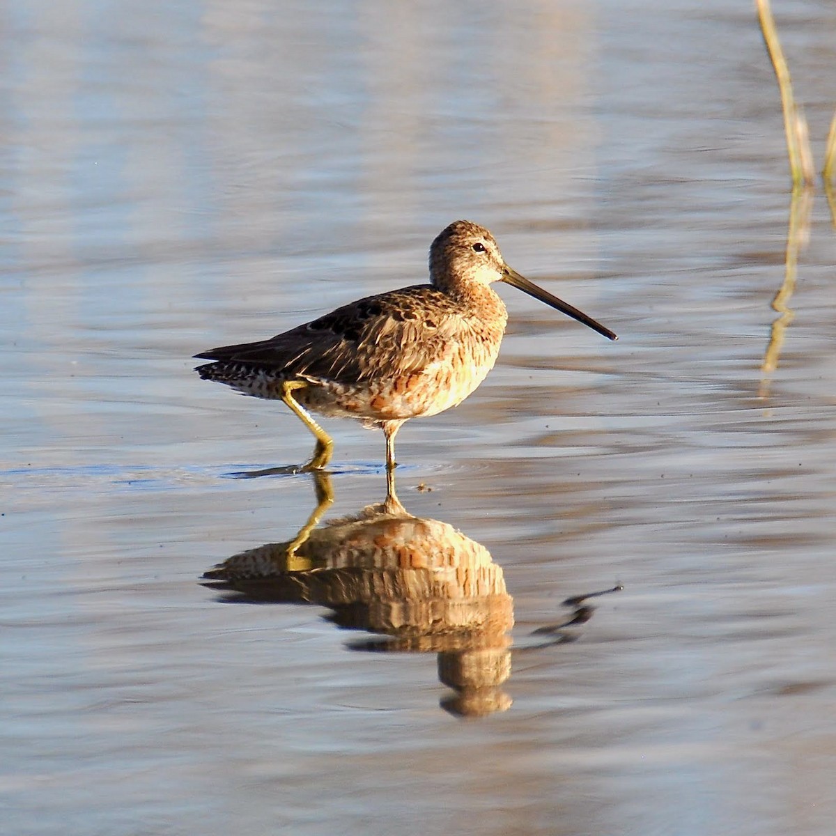 Long-billed Dowitcher - ML329834191
