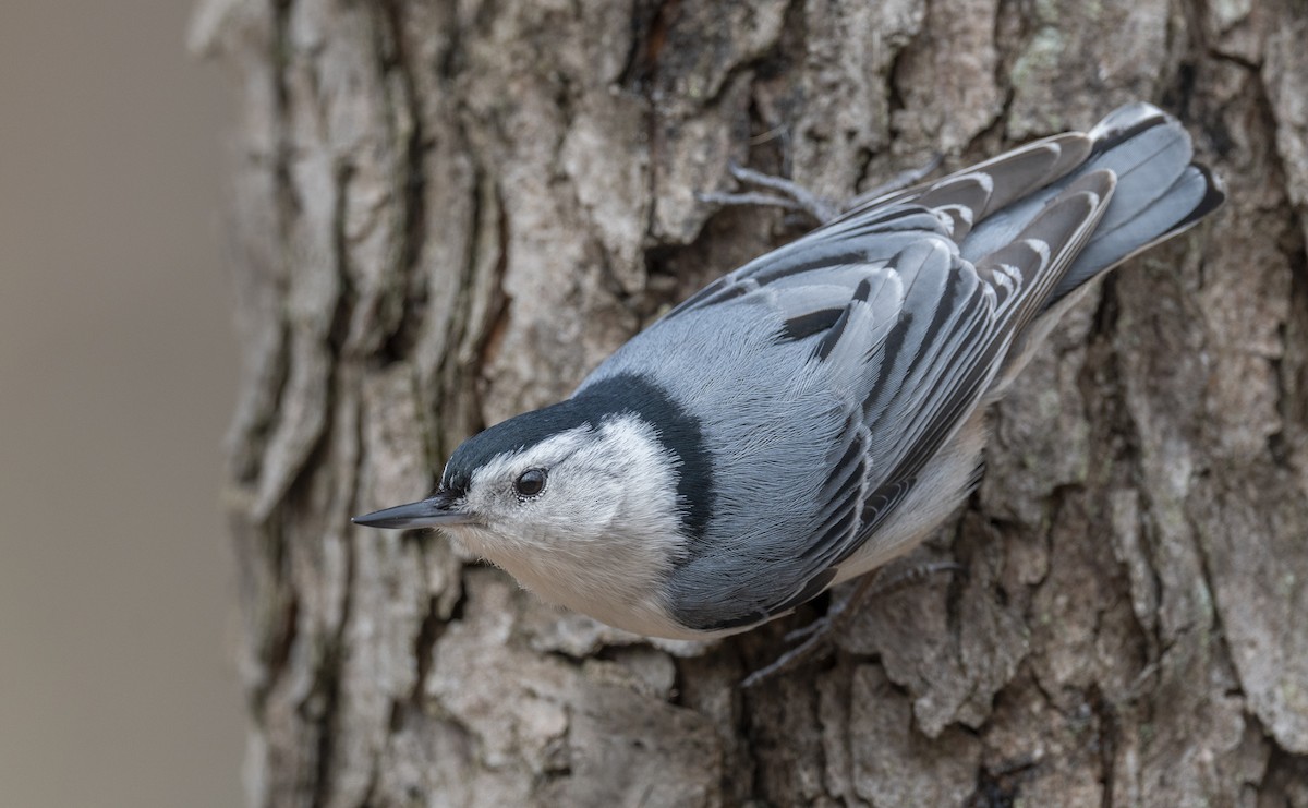 White-breasted Nuthatch - Jocelyn  Anderson