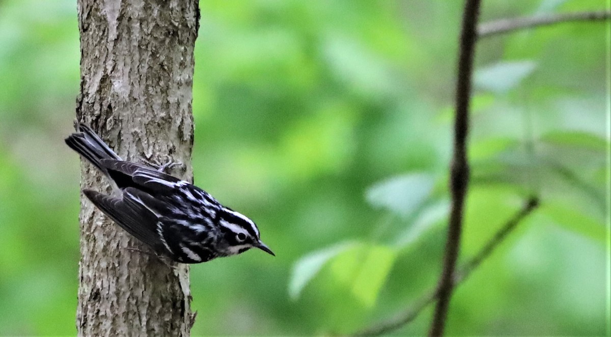 Black-and-white Warbler - ML329837861