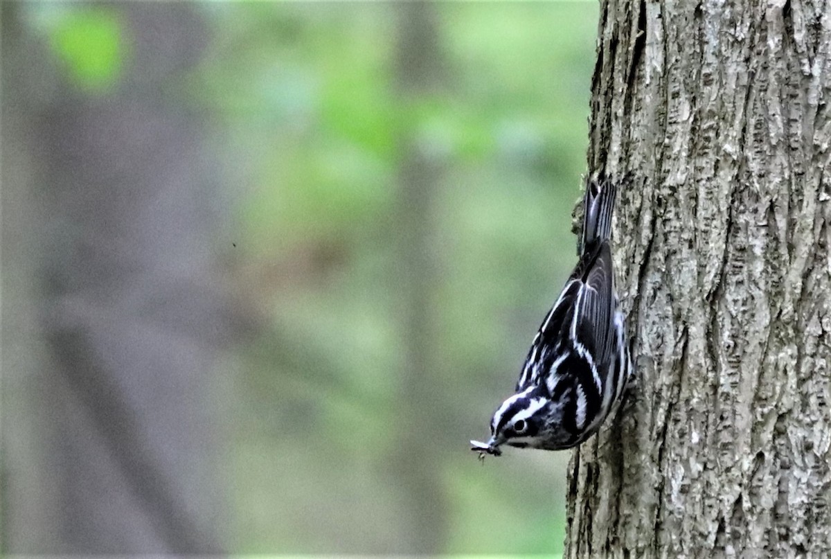 Black-and-white Warbler - ML329838381