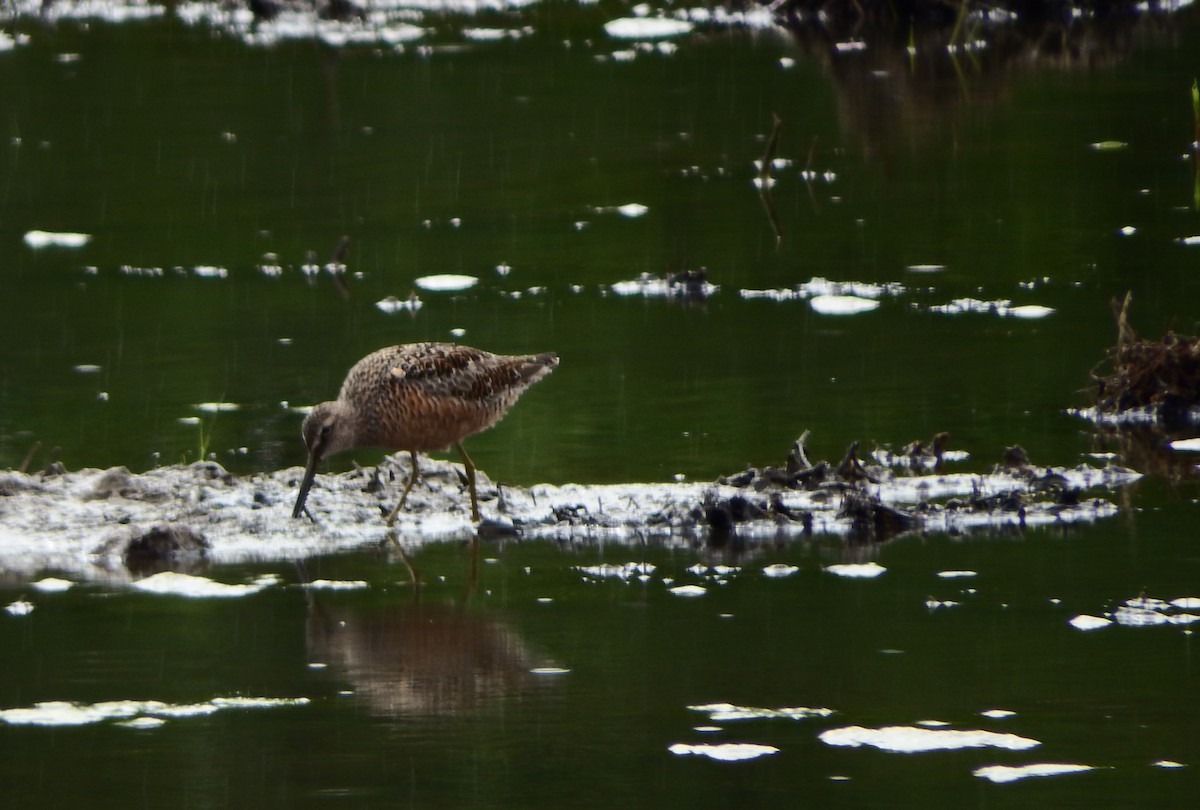 Long-billed Dowitcher - ML329838921