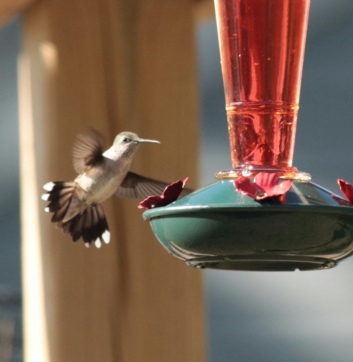 Ruby-throated Hummingbird - ML32983911