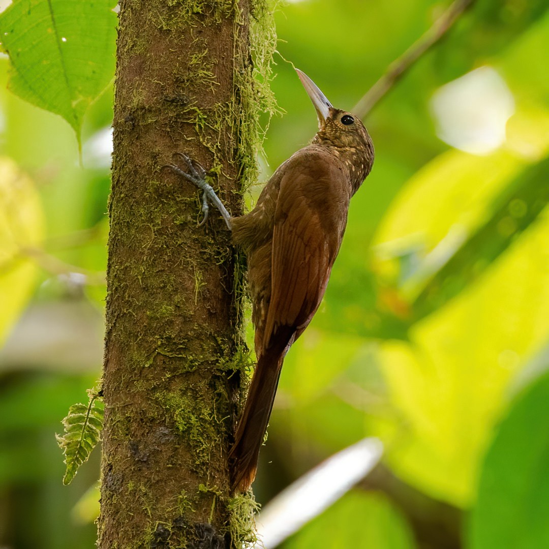 Spotted Woodcreeper - David Torres