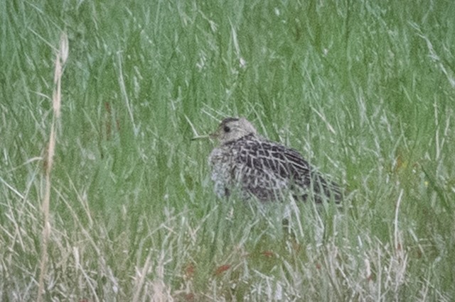 Upland Sandpiper