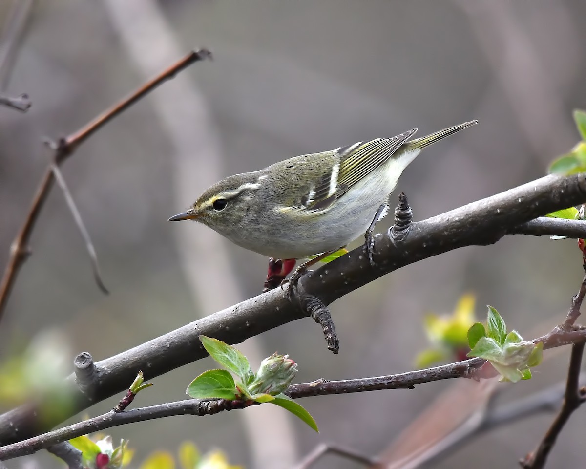 Yellow-browed Warbler - ML329841911