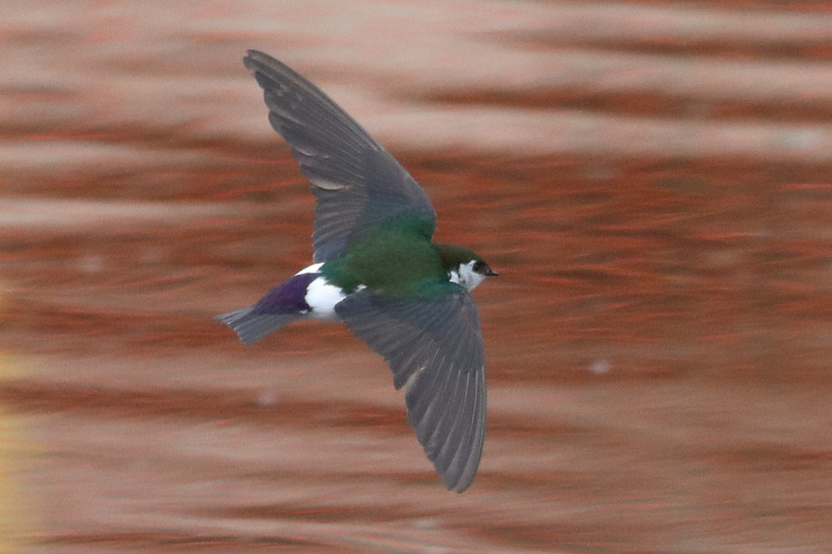 Violet-green Swallow - Jeffrey Fenwick
