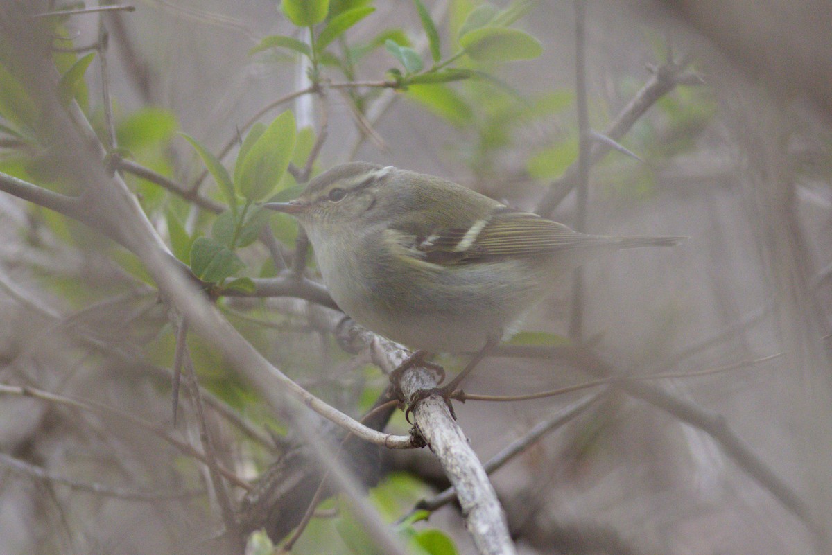 Yellow-browed Warbler - ML329845861