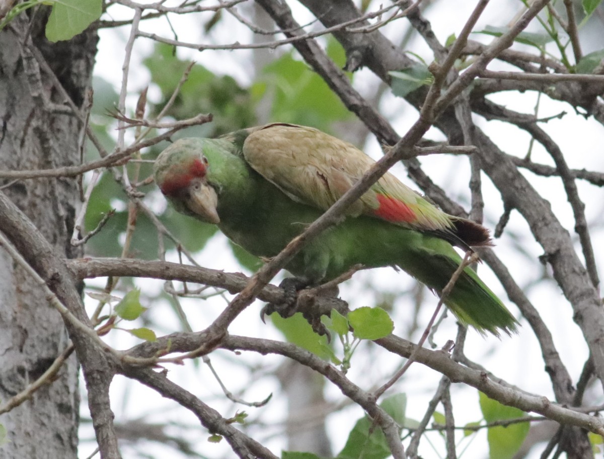 Red-crowned Parrot - Ira Blitz