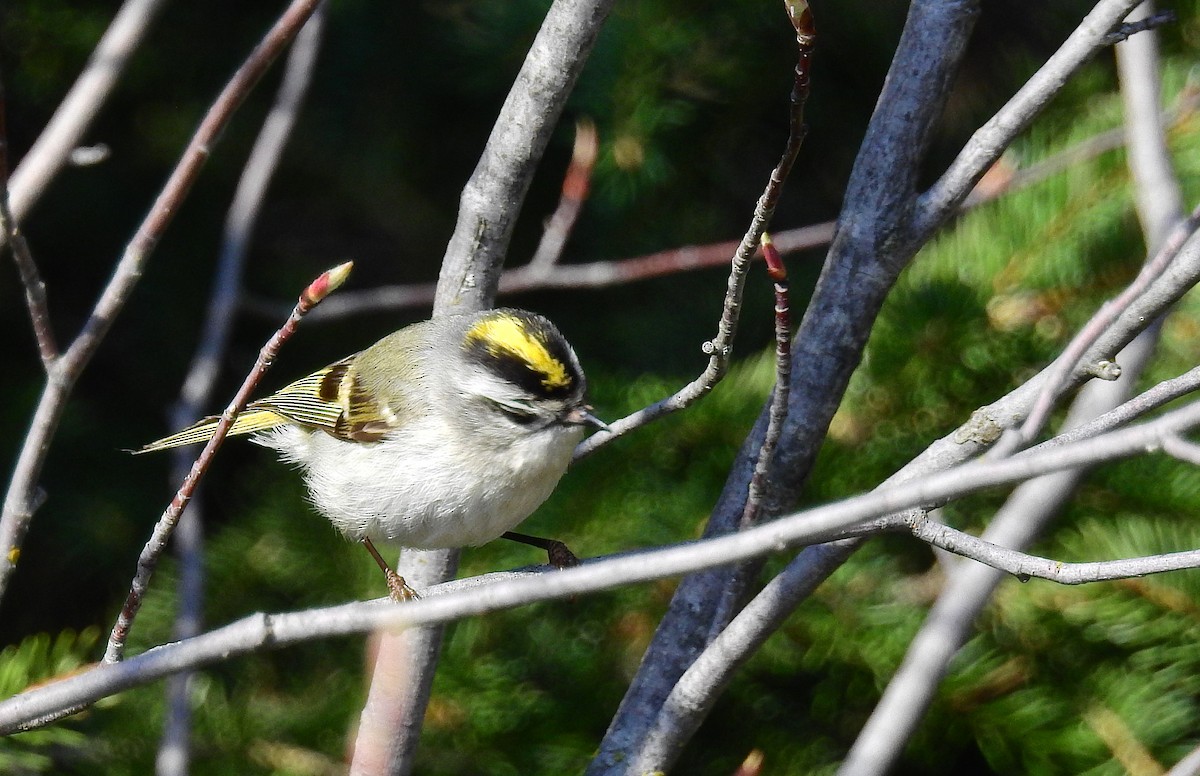Golden-crowned Kinglet - Bob Curry
