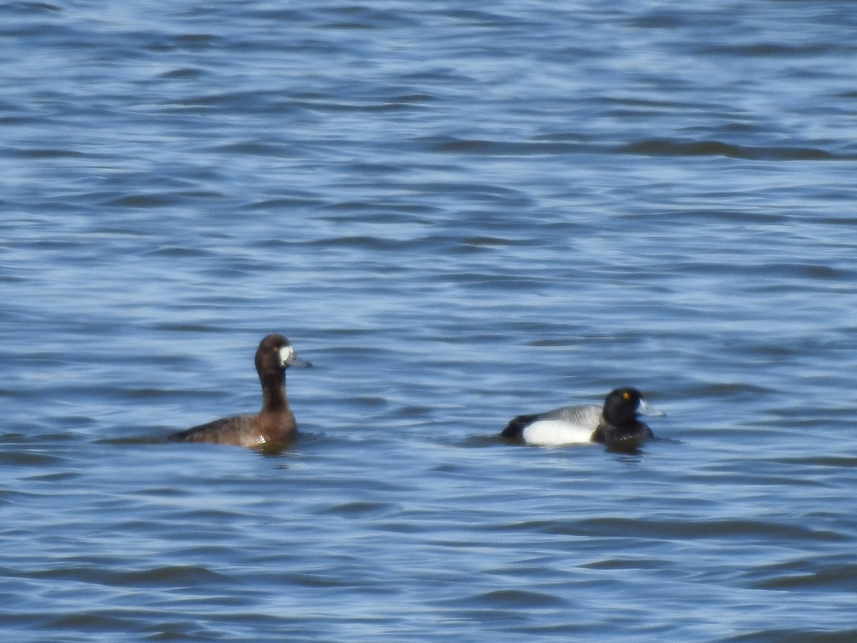 Greater Scaup - ML329849321