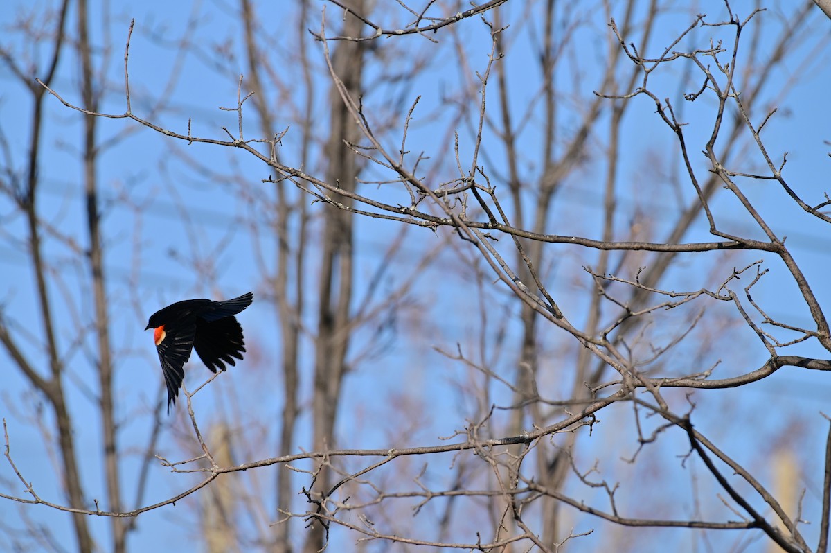 Red-winged Blackbird - ML329850621