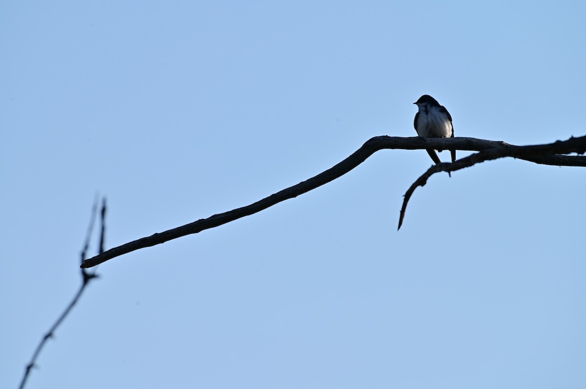 Tree Swallow - ML329850711