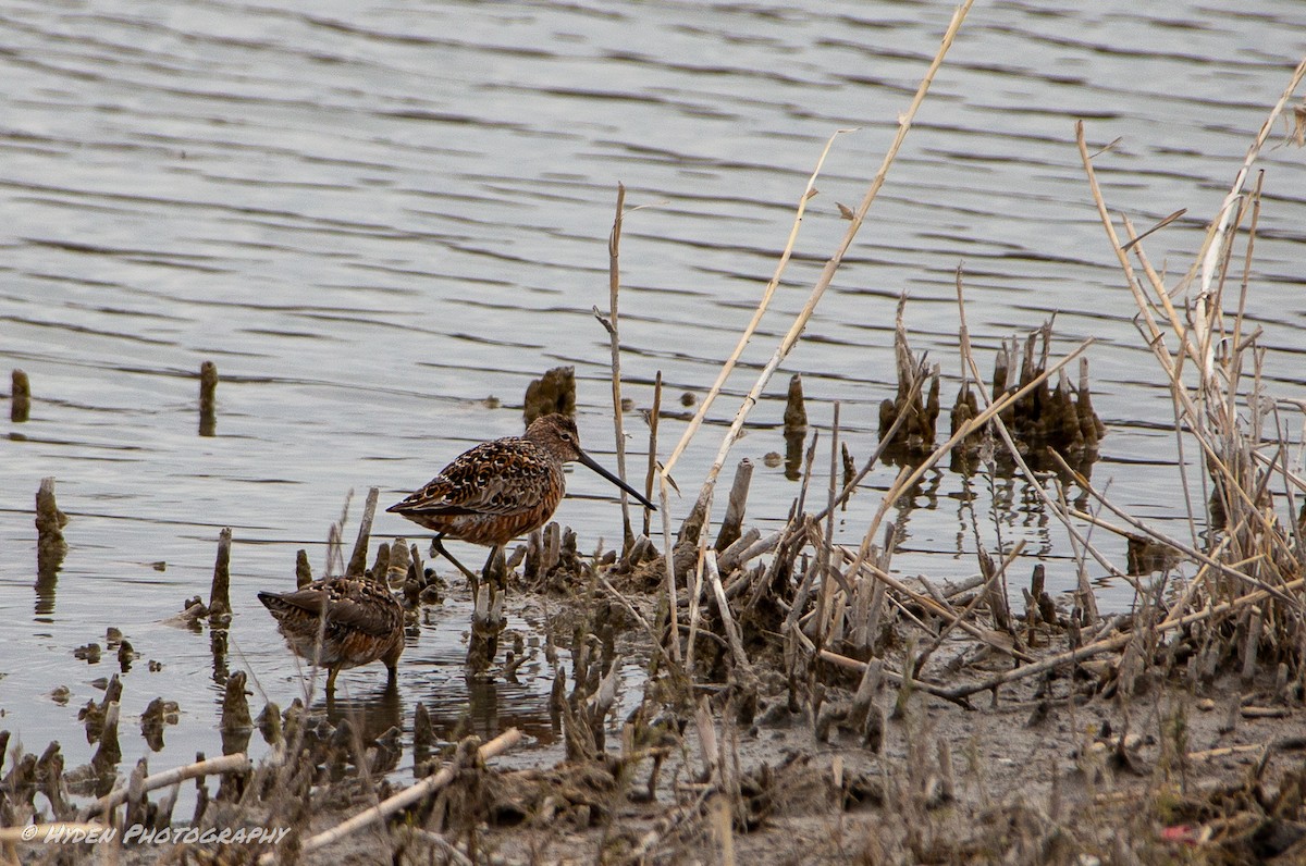 Long-billed Dowitcher - ML329851521