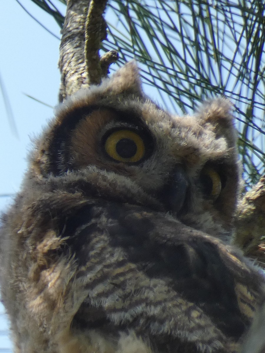 Great Horned Owl - ML329855951