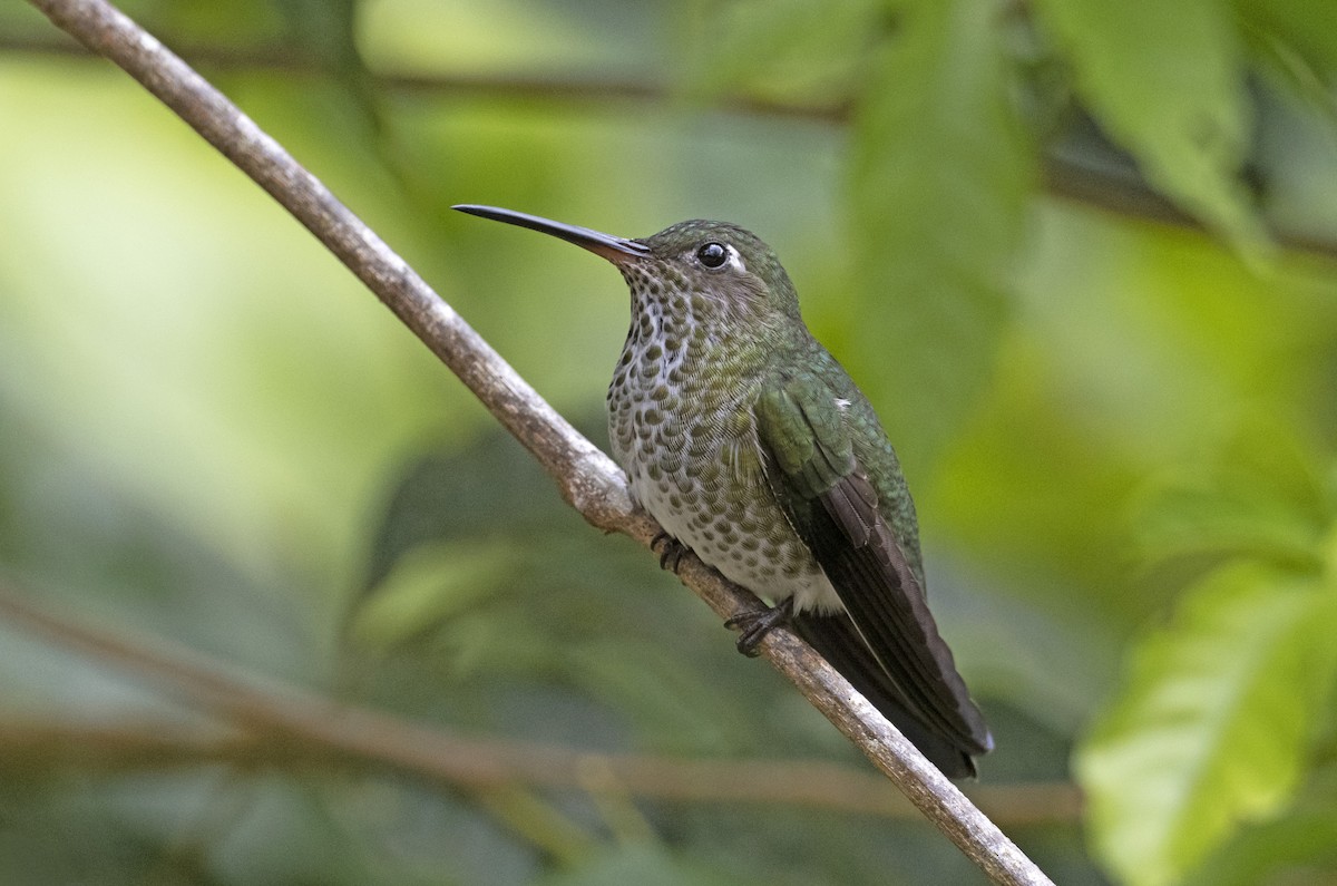 Many-spotted Hummingbird - Jose Illanes