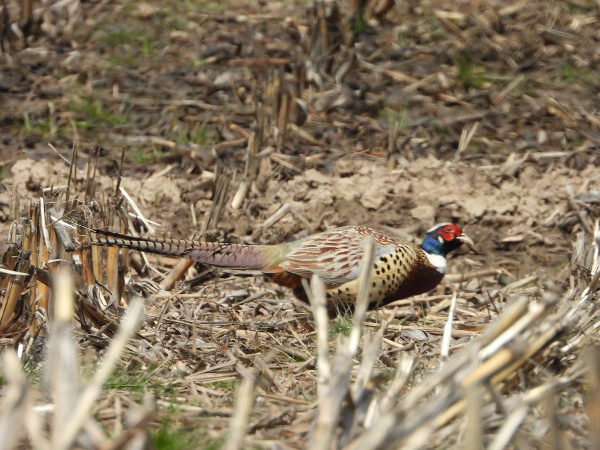 Ring-necked Pheasant - ML329862961