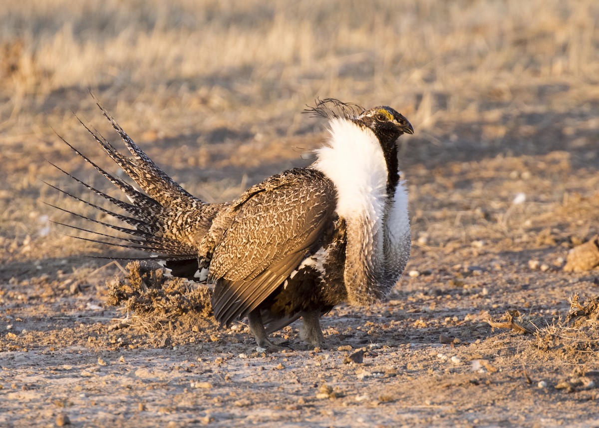 Greater Sage-Grouse - ML329863511