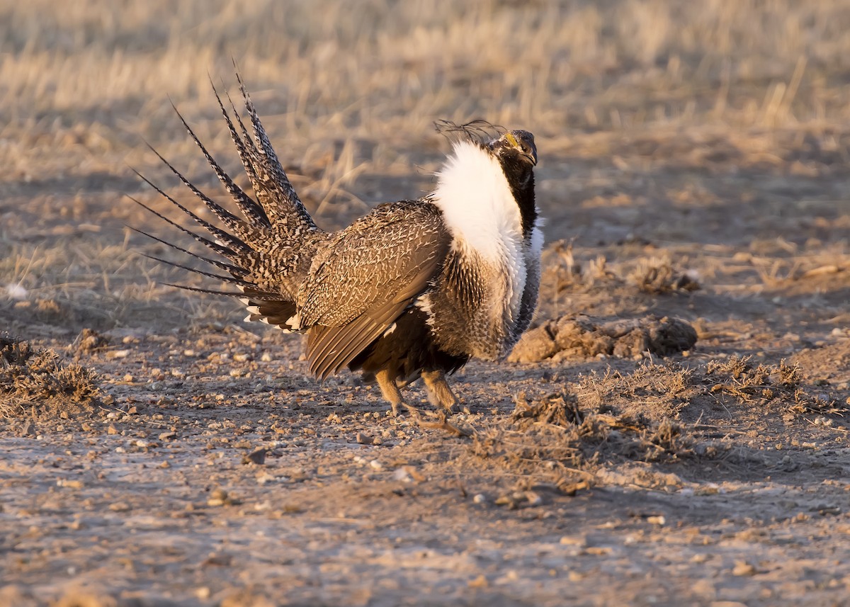 Greater Sage-Grouse - ML329864261