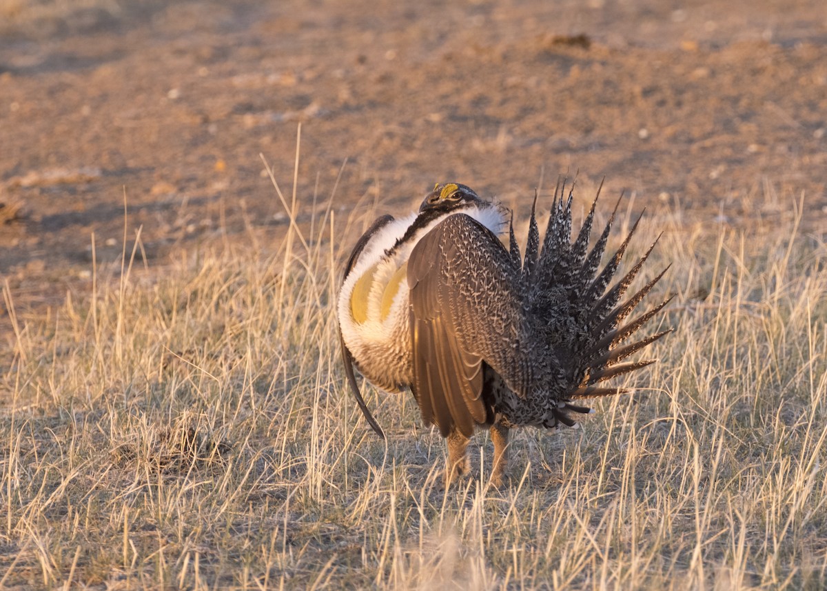 Greater Sage-Grouse - ML329864331