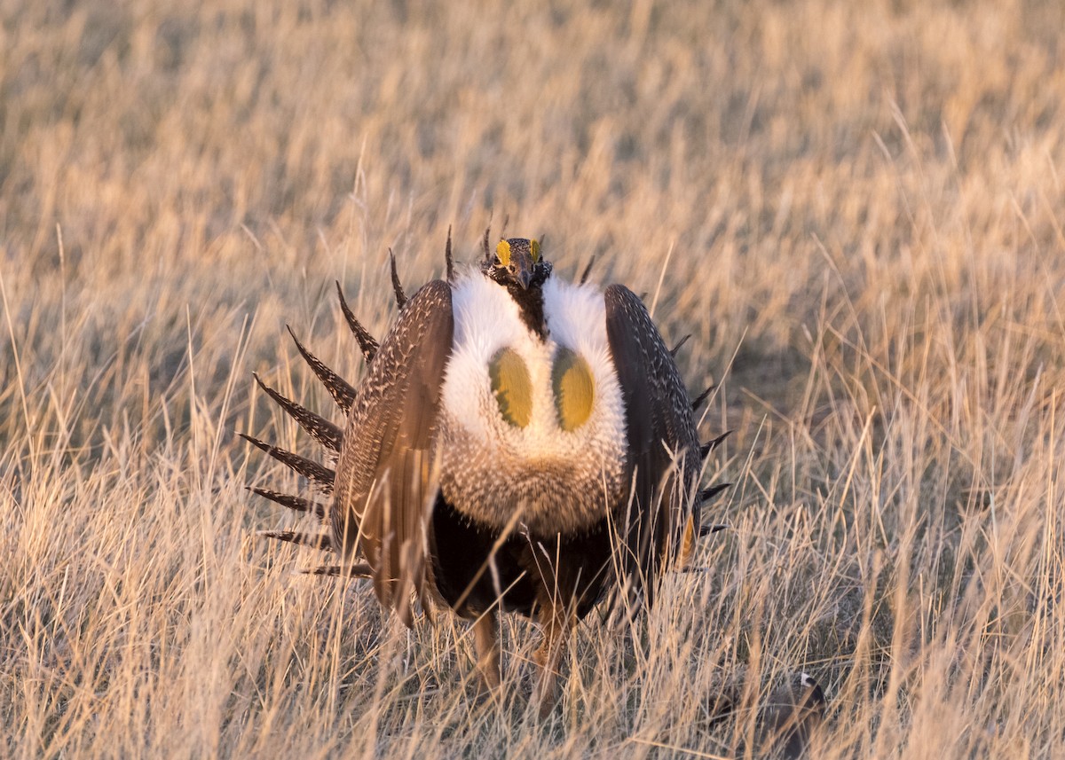 Greater Sage-Grouse - ML329864431