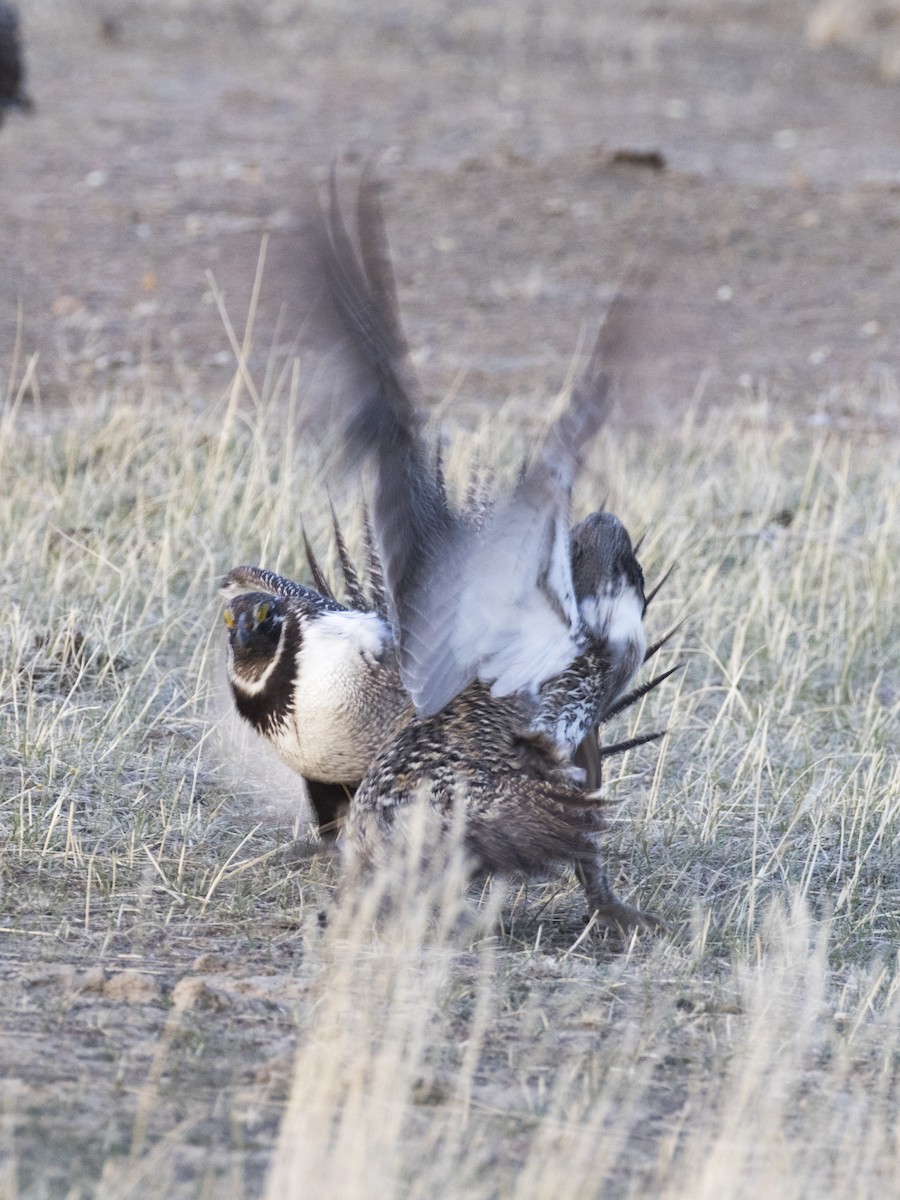 Greater Sage-Grouse - ML329864521