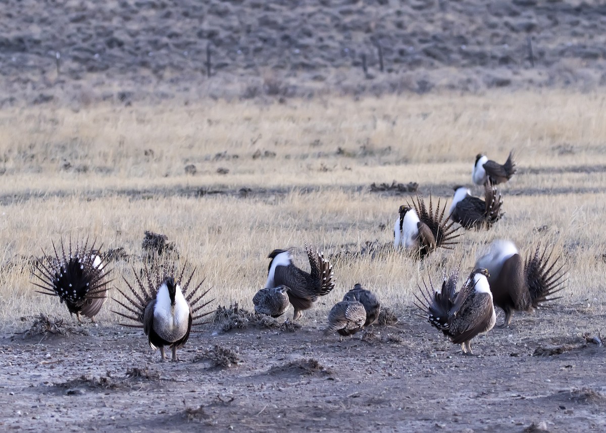 Greater Sage-Grouse - ML329865131