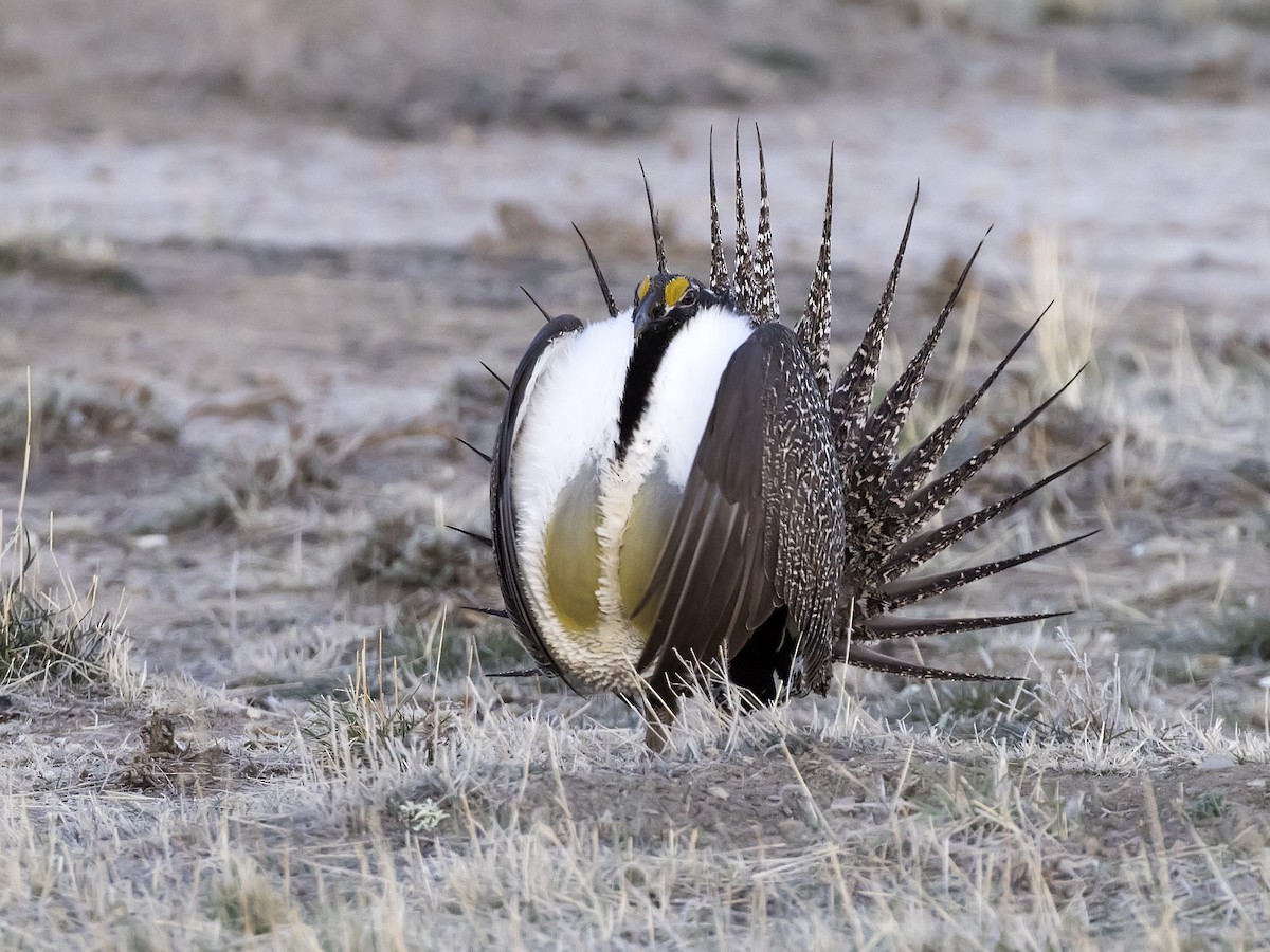 Greater Sage-Grouse - ML329865161