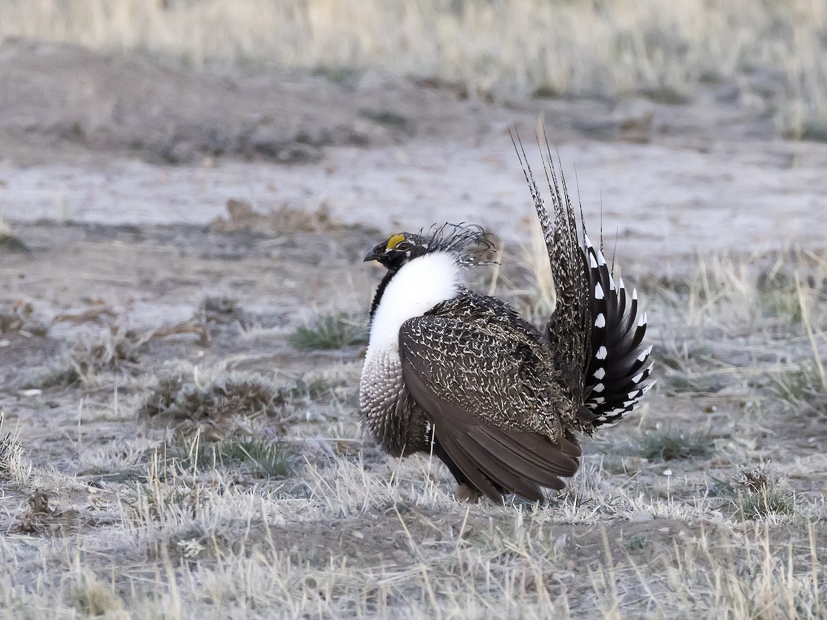 Greater Sage-Grouse - ML329865201