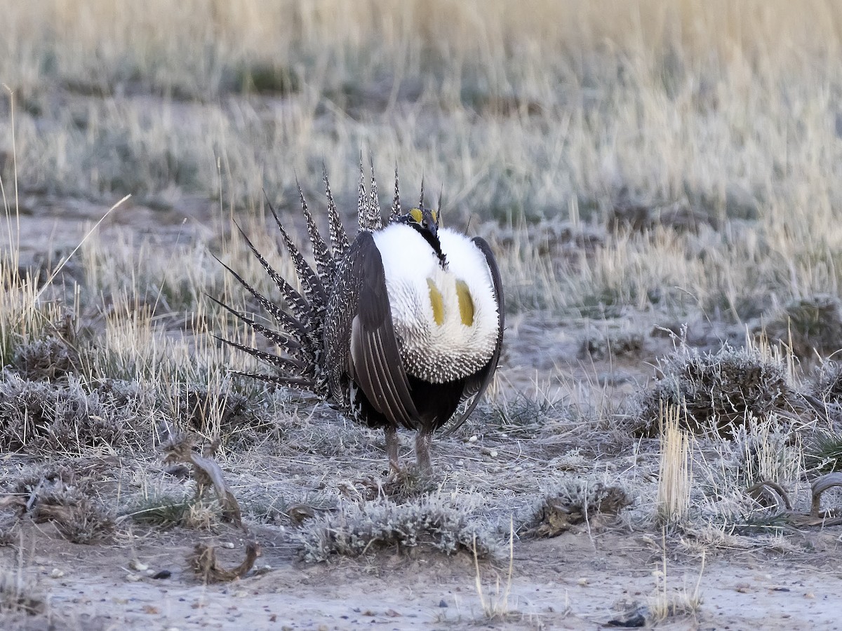 Greater Sage-Grouse - ML329865301