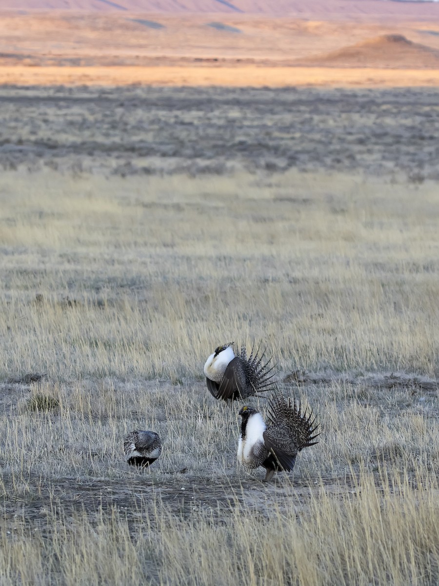 Greater Sage-Grouse - ML329865511